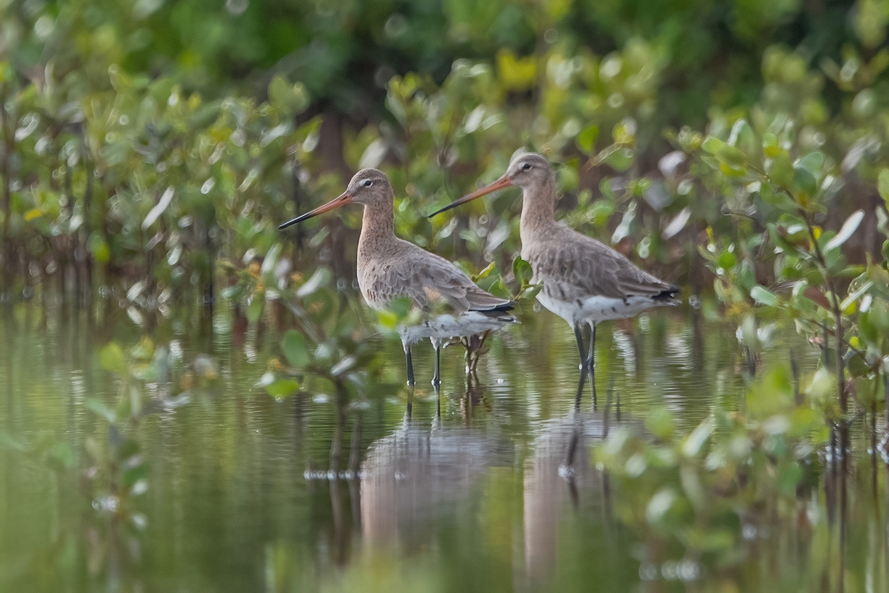 can-gio-mangroves-biosphere-reserve